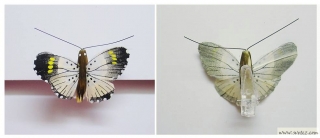 Dekorace - Motýl bílý na kolíčku