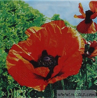 Ubrousek - Foto květ