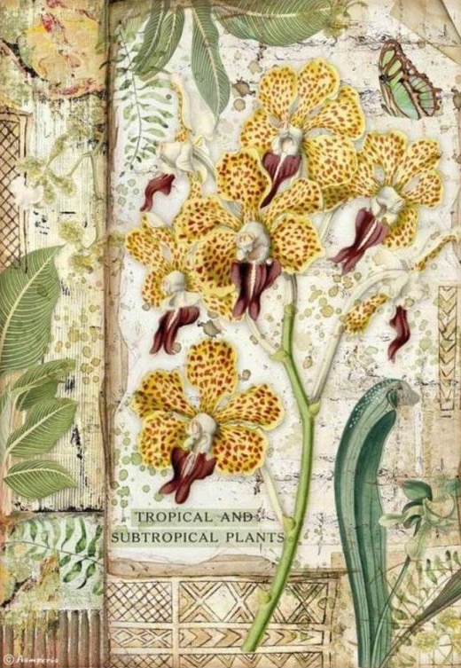 Rýžový papír na decoupage (A4) ORCHIDEJ