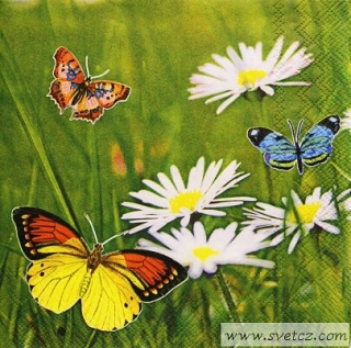 Ubrousek - Motýlci a kopretiny