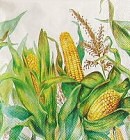 Ubrousek - Kukuřice 1