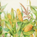 Ubrousek - Kukuřice