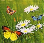 Ubrousek - Motýlci a kopretiny