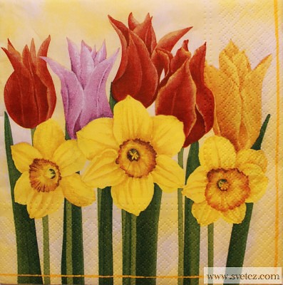 Ubrousek - Narcisky a tulipány